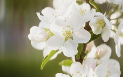 Funeral manufactures